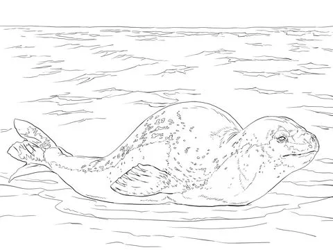 La foca leopardo - Disegni da Colorare Gratis La foca leopardo - Disegni da Colorare Gratis