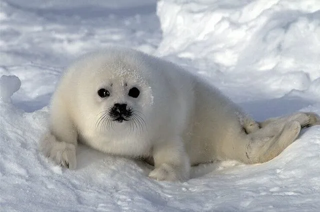 Foca Polar Albina | Flickr - Photo Sharing!