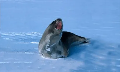 Foca de Ross - Institucional