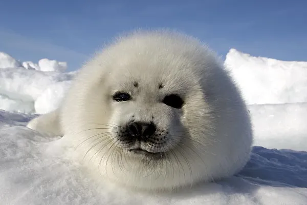 focas bebes! - Taringa!