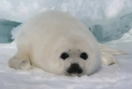 Esta foca es muy tranquila muibonita megustan las focas blancas sebe ...