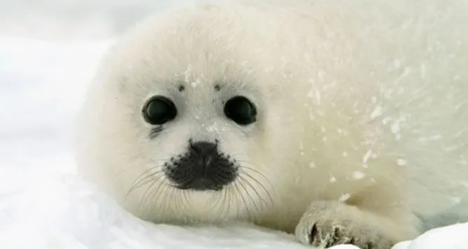 Las focas en peligro por el cambio climático | Actualidad | Cadena Ser