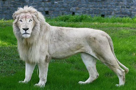 Fogonazos: El león de los cielos
