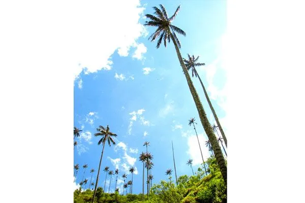 FOLCLOR COLOMBIANO: SIMBOLOS PATRIOS