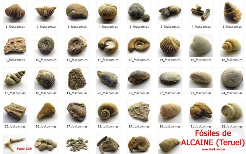 Fotos y nombres de conchas marinas - Imagui