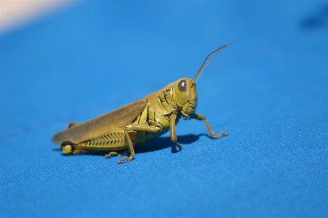 9 - Repairs - Reparaciones - 3/09/2005: Pepe Grillo checando el ... 9 - Repairs - Reparaciones - 3/09/2005: Pepe Grillo checando el ...