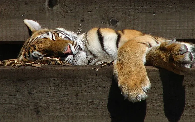 fondo-de-tigre.jpeg