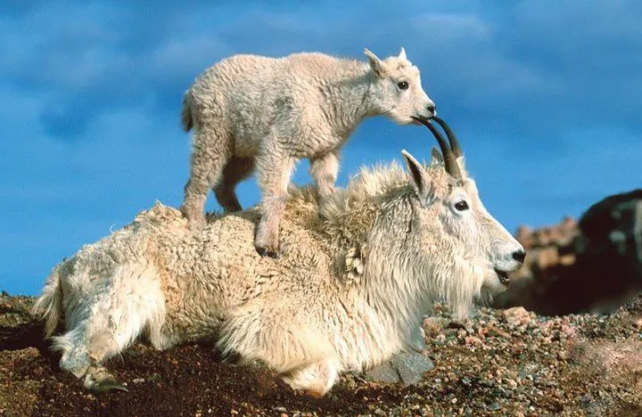 IMAGENES FOTOS PAISAJES Y MAS PARA FONDOS Y DIAPOSITIVAS: ANIMALES ... IMAGENES FOTOS PAISAJES Y MAS PARA FONDOS Y DIAPOSITIVAS: ANIMALES ...