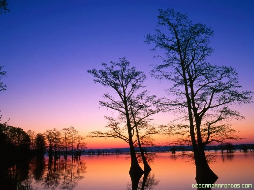 Fondo de escritorio del bosque al atardecer, un bonito paisaje de ...