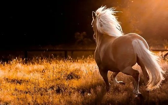 Fondos de pantalla para FaceBook de caballos - Imagui Fondos de pantalla para FaceBook de caballos - Imagui