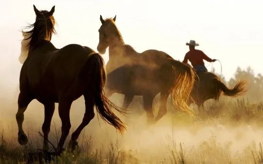 Fondo de Escritorio Caballo Salvaje - El fondo de escritorio ... Fondo de Escritorio Caballo Salvaje - El fondo de escritorio ...