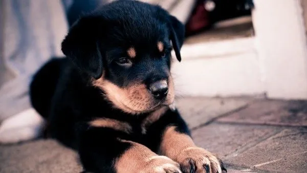 Fondo Escritorio de Cachorros - El fondo de escritorio perfecto ... Fondo Escritorio de Cachorros - El fondo de escritorio perfecto ...