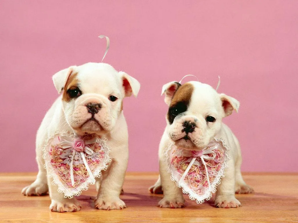 fondo de escritorio de dos cachorros muy simpaticos usando baberos en ...