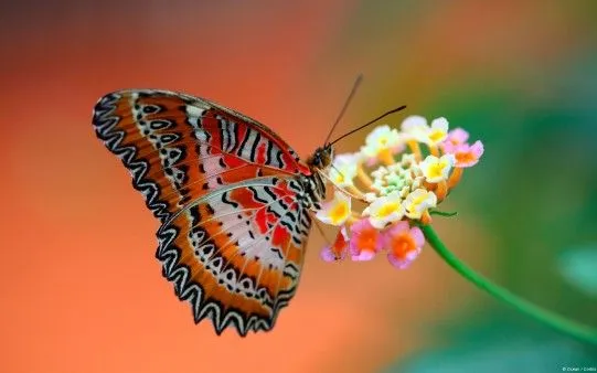 Fondo de Escritorio de una Mariposa en una flor - El fondo de ...