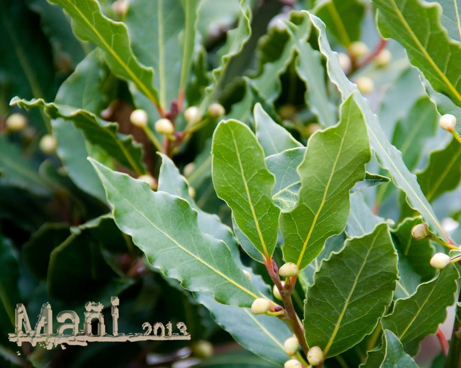 Al fondo del espejo: Jabón de laurel