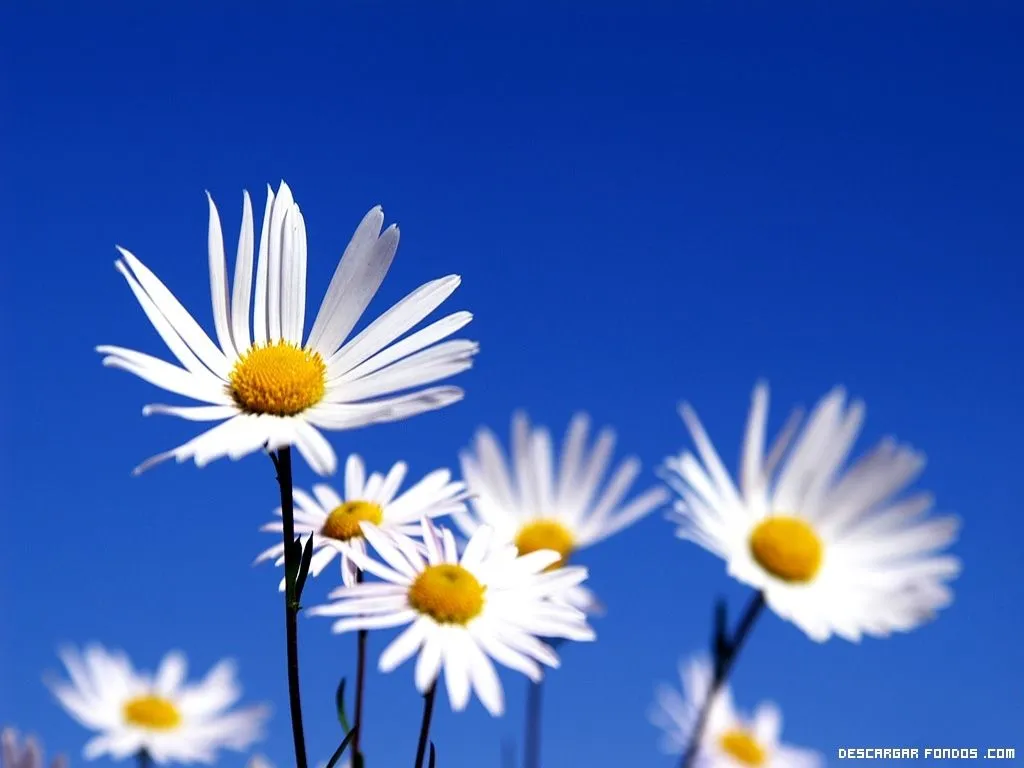 Fondo de flores blancas