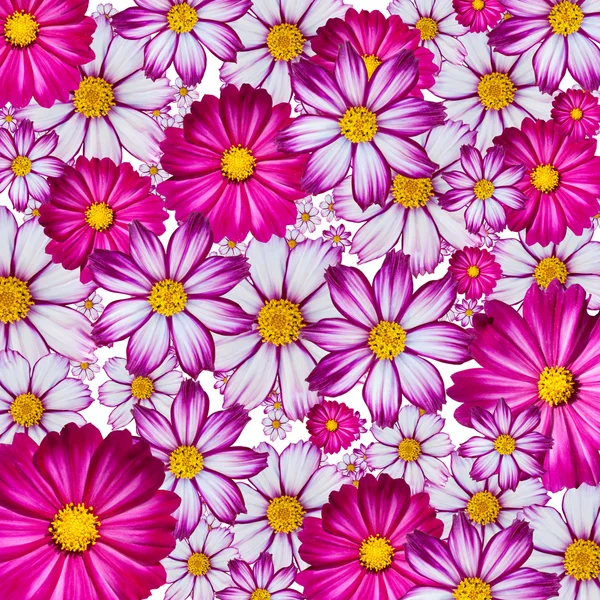 Fondo de flores de colores — Foto stock © Heinschlebusch #2116637 Fondo de flores de colores — Foto stock © Heinschlebusch #2116637
