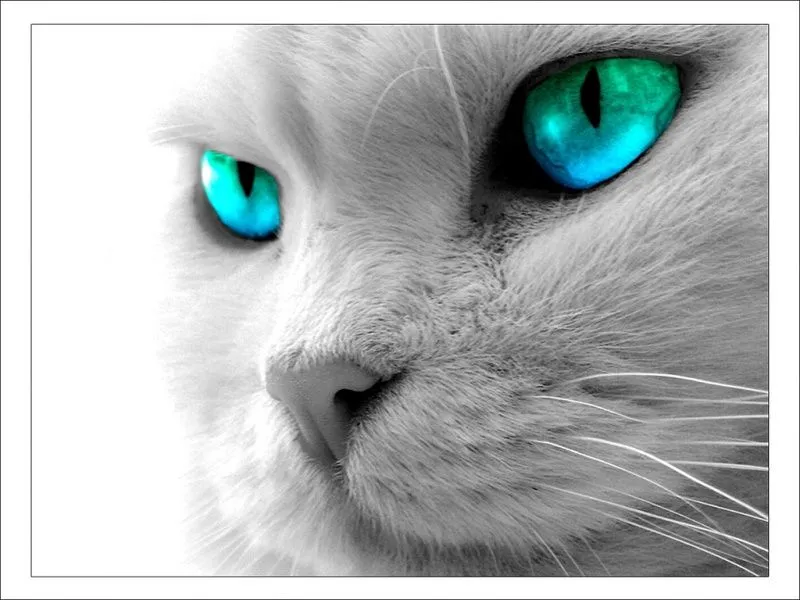 Fondo de Gatos Blancos | FONDOS DE PANTALLA Wallpapers Fondo de Gatos Blancos | FONDOS DE PANTALLA Wallpapers