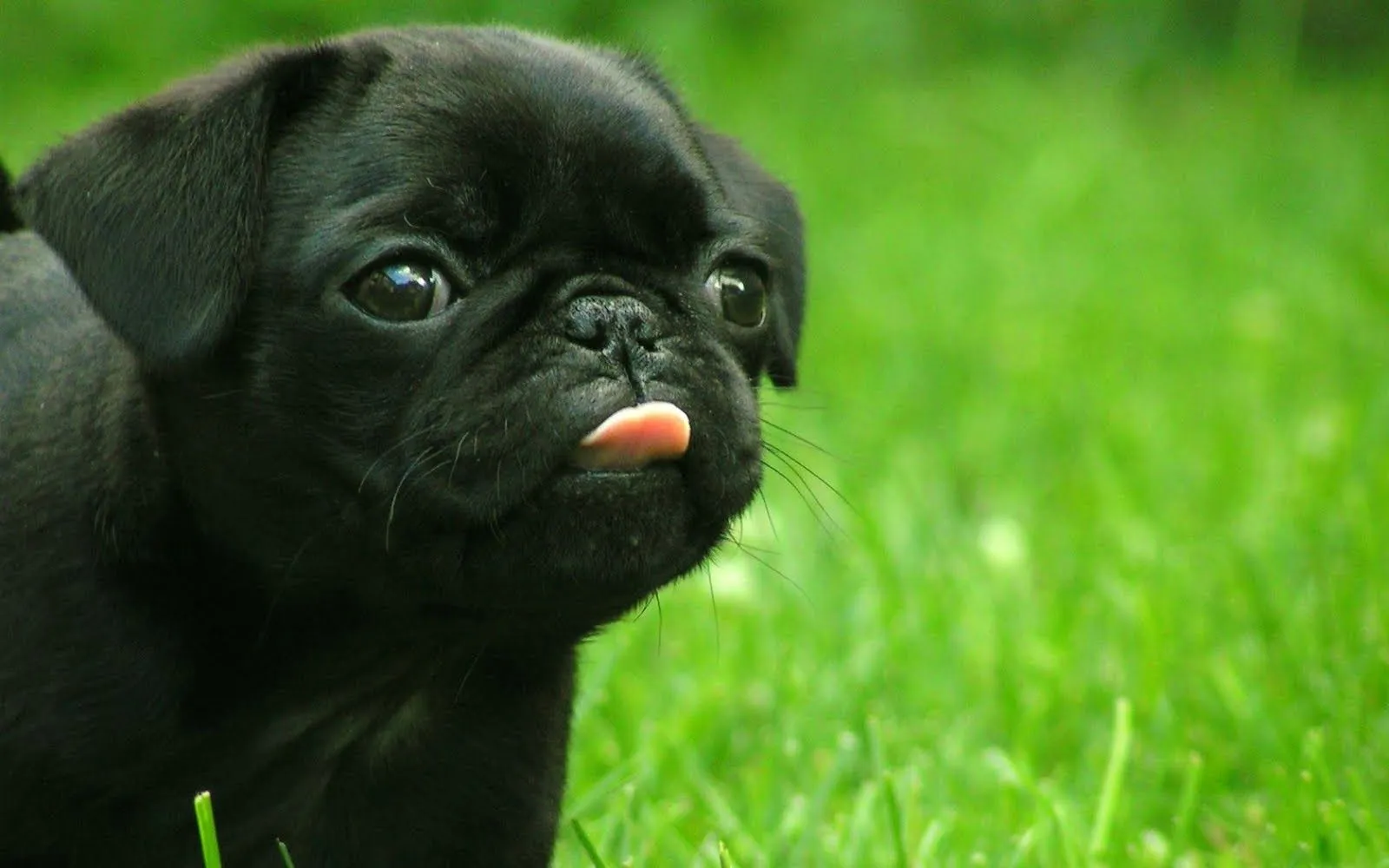 Fondo HD Perrito sacando la lengua. | Imagenes y Fondos de ... Fondo HD Perrito sacando la lengua. | Imagenes y Fondos de ...