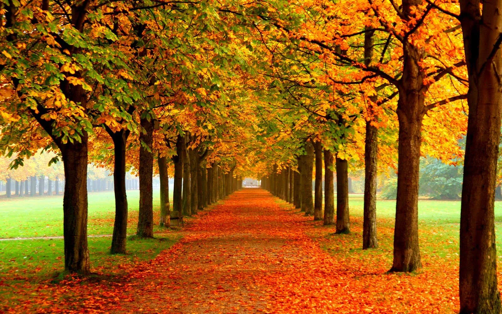 Fondo de Hojas de Otoño | Fondos de Pantalla Fondo de Hojas de Otoño | Fondos de Pantalla