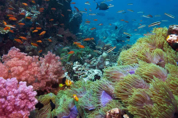 Fondo del mar de coral