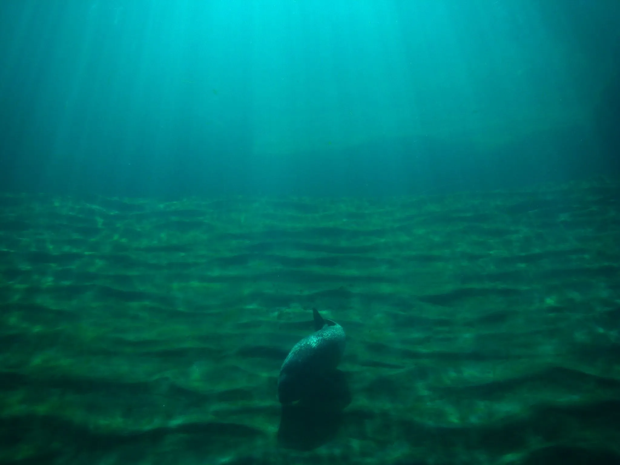 Por el fondo del mar | fotos de Concurso 