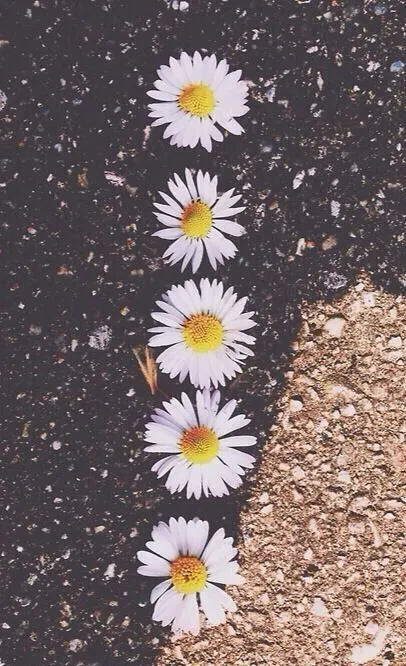 Fondo de flores margaritas tumblr - Imagui