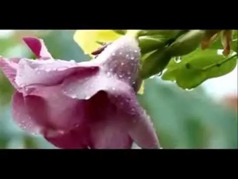 Fondo Musical, Música Para Videos o Presentaciones - YouTube