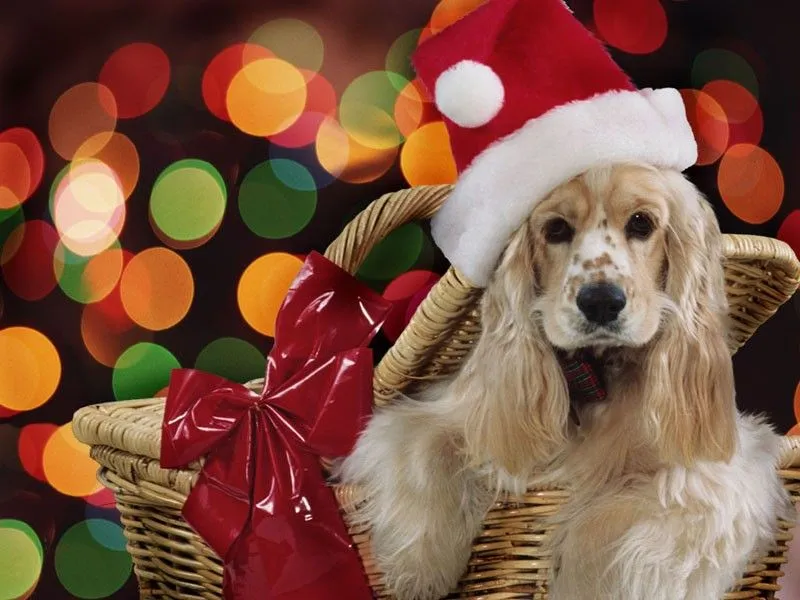 Fondo de Navidad PERRO BEIGE - Fondos de pantalla PERROS