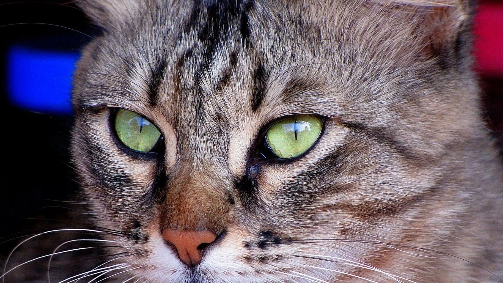 Fondo Ojos verdes de gato | Fondos de escritorio Bobiandcompany Fondo Ojos verdes de gato | Fondos de escritorio Bobiandcompany