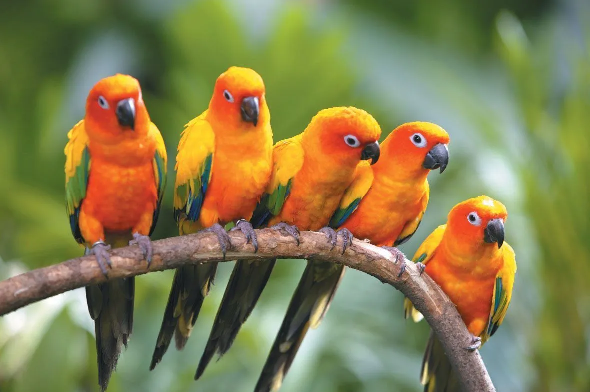 Fondo de pájaros exóticos :: Imágenes y fotos Fondo de pájaros exóticos :: Imágenes y fotos