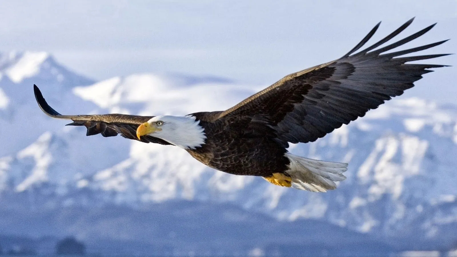 Fondo de Pantalla Animales aguila sobre volando | Imagenes y ...