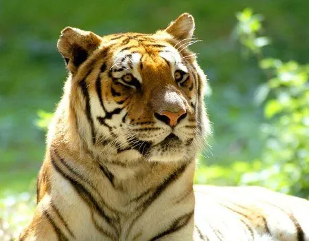 Fondos de pantalla de tigres. Wallpapers. Fondos de escritorio. Fondos de pantalla de tigres. Wallpapers. Fondos de escritorio.