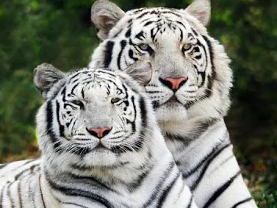 Wallpapers animales hermosos - Imagui