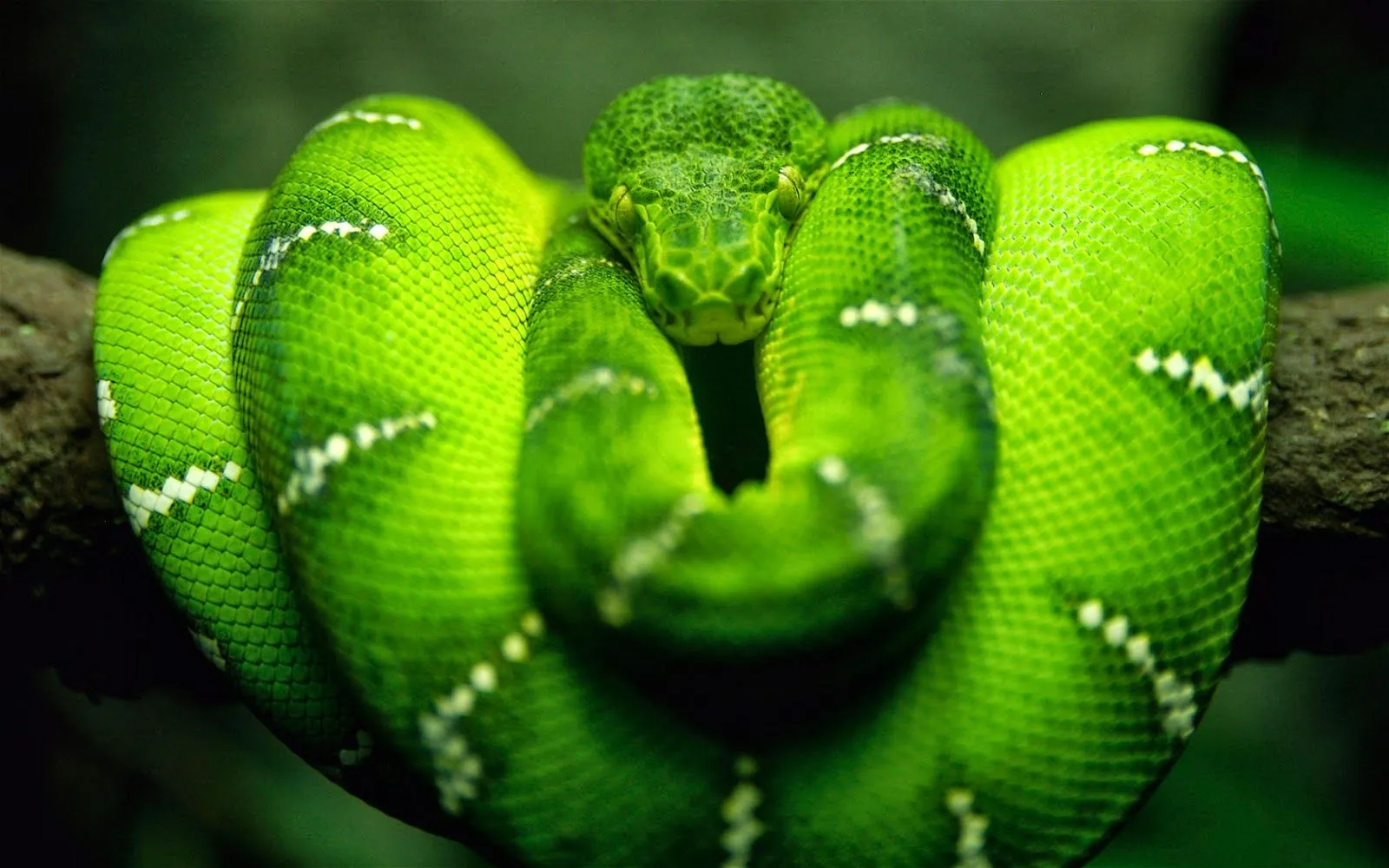 Imágenes Hilandy: Fondo de Pantalla Animales Serpiente verde Imágenes Hilandy: Fondo de Pantalla Animales Serpiente verde