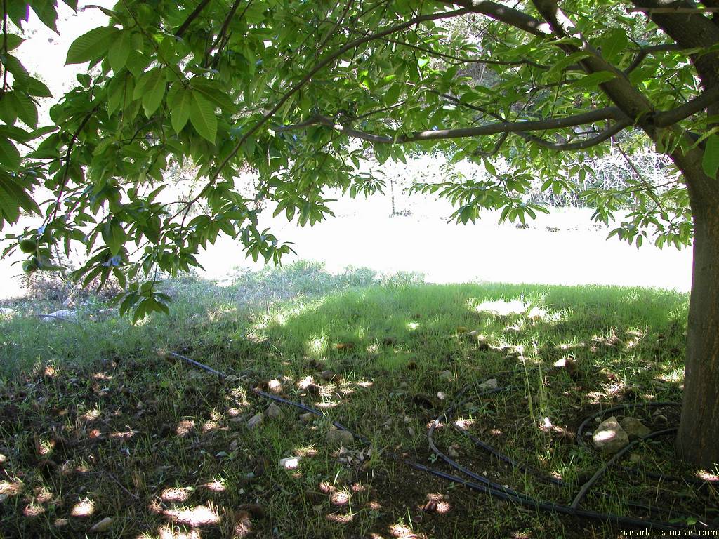 fondo de pantalla de arbol castaño y sombra fondo de pantalla de arbol castaño y sombra