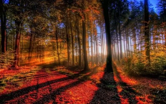 Fondo de Pantalla Atardecer en el Bosque - Fondos de Pantalla ...