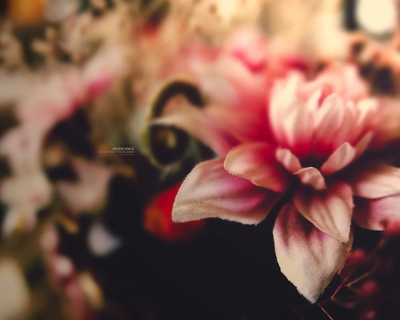 Fondo de pantalla de una bella flor rosa de tela | wallpapernarium Fondo de pantalla de una bella flor rosa de tela | wallpapernarium