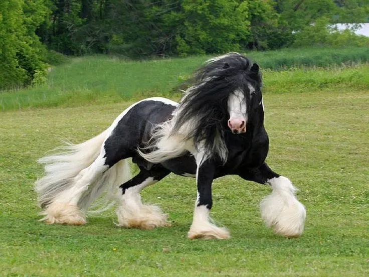 Fondo De Pantalla De Caballo en Pinterest | Decoración Ecuestre ... Fondo De Pantalla De Caballo en Pinterest | Decoración Ecuestre ...