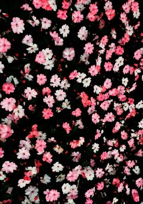 Fondo de pantalla ,flores | Wallpapers! | Pinterest | Flower and Posts