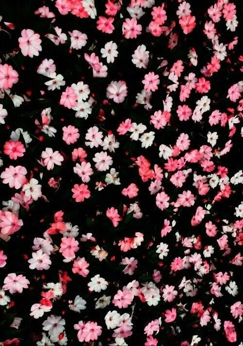 Fondo de pantalla ,flores | fondos de pantalla (wallpappers ... Fondo de pantalla ,flores | fondos de pantalla (wallpappers ...