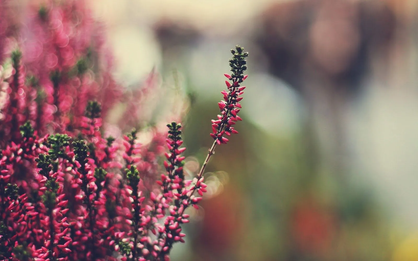Fondo de Pantalla flores olorosas | Imagenes. Fondo de Pantalla flores olorosas | Imagenes.
