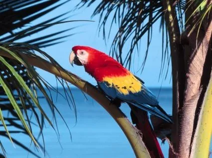 Fondo De Pantalla De Guacamaya Roja Loros Animales-animales-fondos ... Fondo De Pantalla De Guacamaya Roja Loros Animales-animales-fondos ...