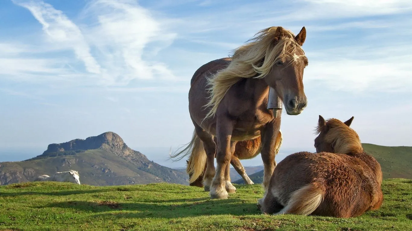 Fondo de pantalla hermosos caballos 1366x768 - Fondo hd #1098