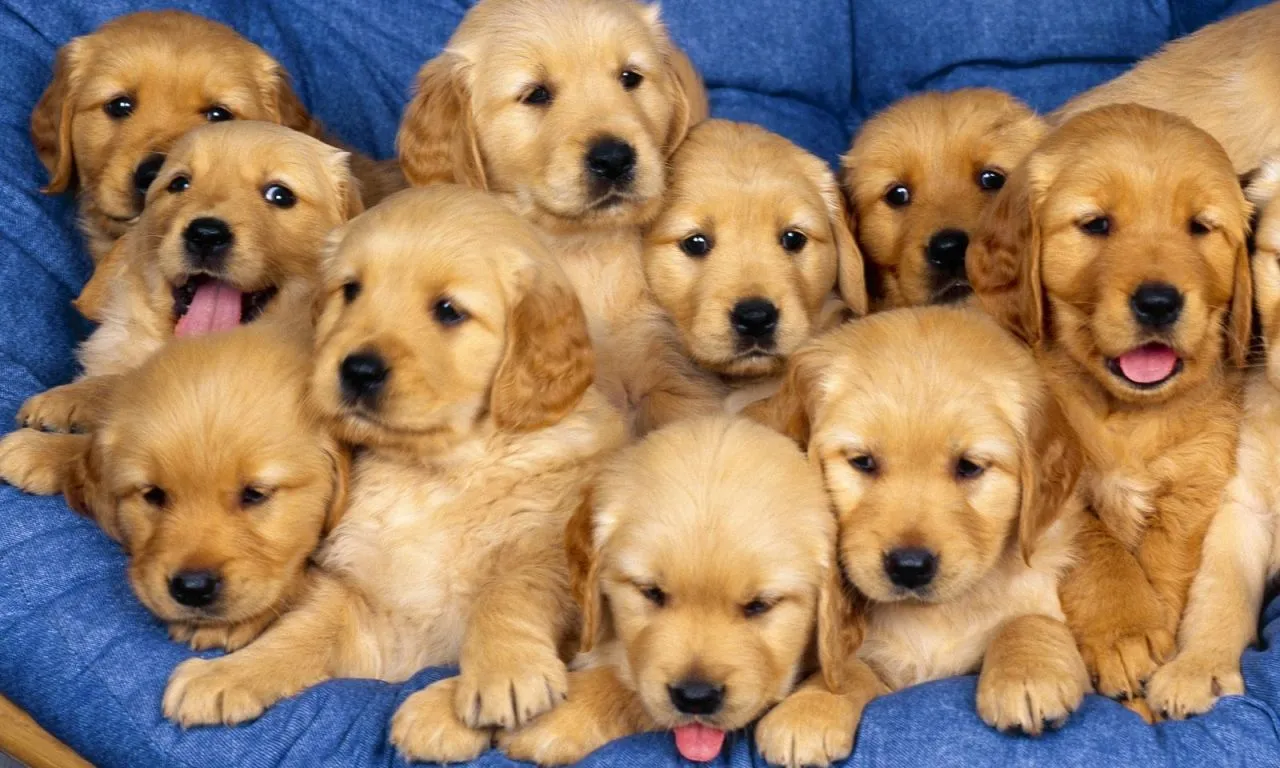 Fondo de pantalla manada de perros bebes 1280x768 - Fondo hd #993 Fondo de pantalla manada de perros bebes 1280x768 - Fondo hd #993