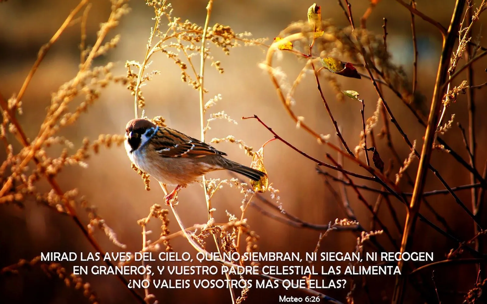 FONDO DE PANTALLA CON MENSAJES CRISTIANOS
