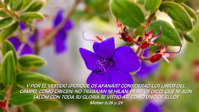 FONDO DE PANTALLA CON MENSAJES CRISTIANOS | BUSCANDO LO VERDADERO