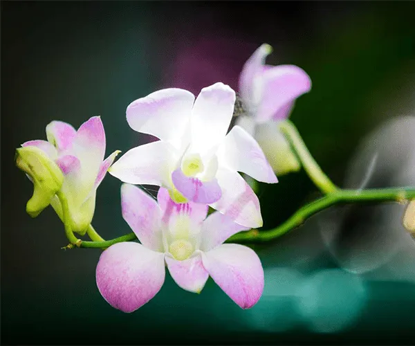 fondo de pantalla de orquídeas - Aplicaciones de Android en Google ... fondo de pantalla de orquídeas - Aplicaciones de Android en Google ...