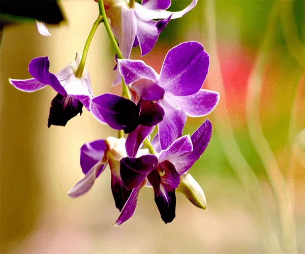 fondo de pantalla de orquídeas - Aplicaciones de Android en Google ... fondo de pantalla de orquídeas - Aplicaciones de Android en Google ...