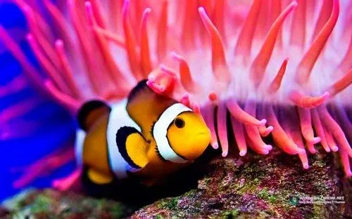 Fondos de pantalla de peces de colores - Imagui Fondos de pantalla de peces de colores - Imagui